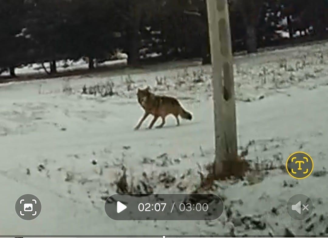 Informacja o zaobserwowaniu wilka na terenie Gminy Żabia Wola